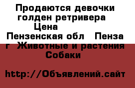 Продаются девочки голден ретривера › Цена ­ 25 000 - Пензенская обл., Пенза г. Животные и растения » Собаки   